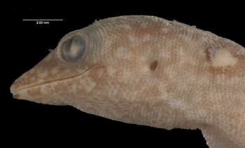 Media type: image;   Herpetology R-170979